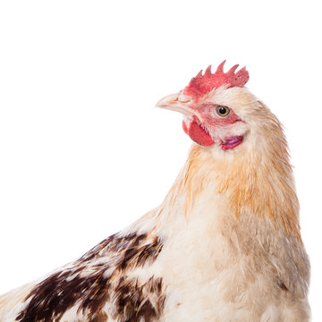 Chicken on the white background