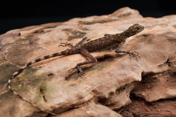 Lizard Looking out on a Rock