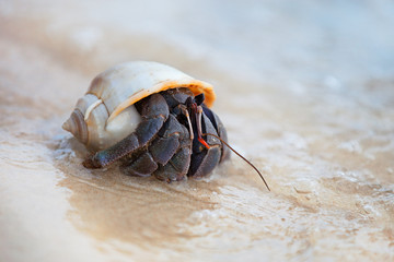 hermit crab in shell on a seaside