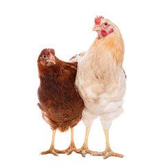 Rooster and chicken