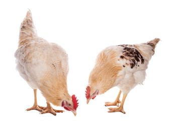 Rooster and chicken