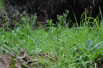 Grass with raindrops