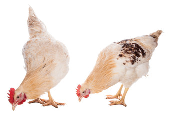 Rooster and chicken