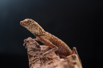Lizard Looking out on a Rock