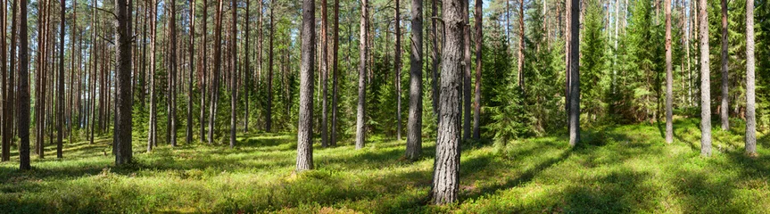 Vlies Fototapete Wälder Sommerwaldpanorama