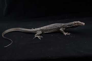 Black water monitor lizard in Studio - obrazy, fototapety, plakaty