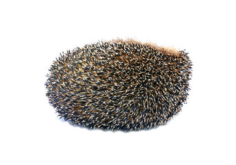 Little forest hedgehog lying on his back isolated