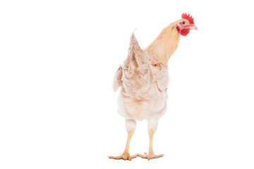 Beautiful white chicken