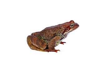 Big forest frog isolated
