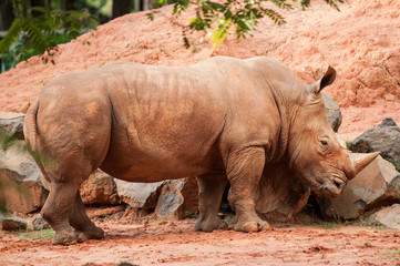 Fototapeta premium A huge rhinoceros standing in this image.