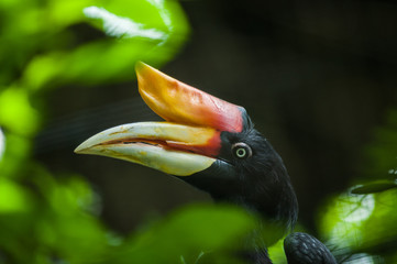Rhinoceros Hornbill (Buceros rhinoceros) in Southern, Indonesia © wildarun