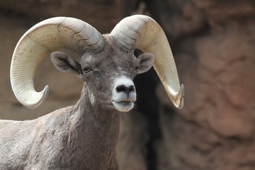 Bighorn Sheep (Ovis canadensis)