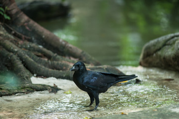 Large-billed Crow (Corvus macrorhynchos)