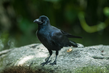Large-billed Crow (Corvus macrorhynchos)