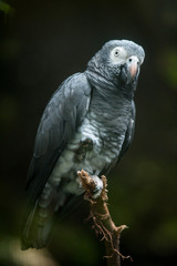 African Grey Parrot Sitting on a Tree Perch