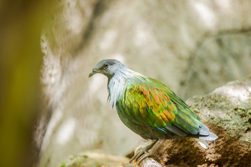 Nicobar Pigeon(Caloenas nicobarica)