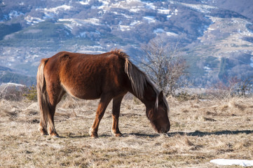 Young highland mule grazing on winter mountain meadow