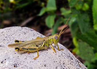 Grashopper on White Stone