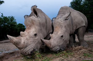 Two white rhinoceros are standing in this image.