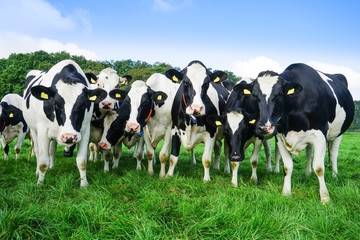 Eine Gruppe Holstein-Friesian Milchkühe auf saftig grüner Wiese