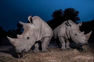 Obraz premium Two white rhinoceros are standing in this image.
