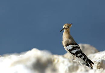 Hoopoe bird