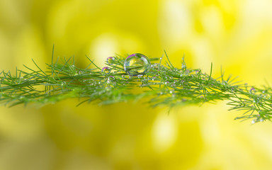 dew drops on green plant