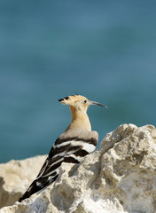 Hud Hud sitting on the limestone rock