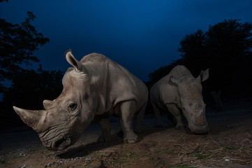 Obraz premium Two white rhinoceros are standing in this image.