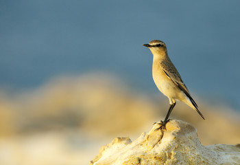 Isabelline Wheatear