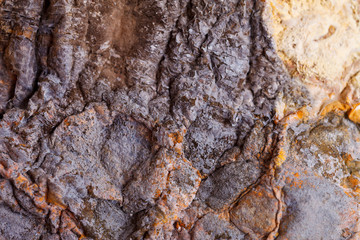 Macro of a rotten pumpkin