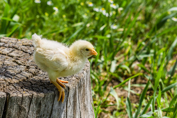 Chicken on a stump in a sunny spring day