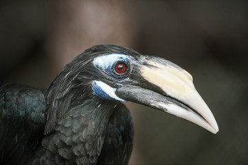Bushy-Crested Hornbill (Anorrhinus galeritus)