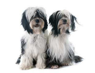 tibetan terriers