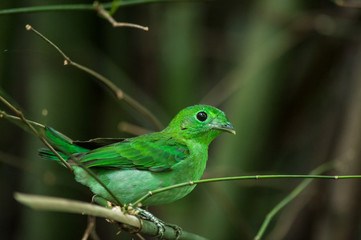 Green bird, a male Green Broadbill (Calyptomena viridis), standi