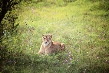 lioness relaxing in the grass in the Safari Park Taygan, Crimia