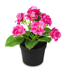 Pink flower