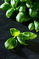 fresh basil