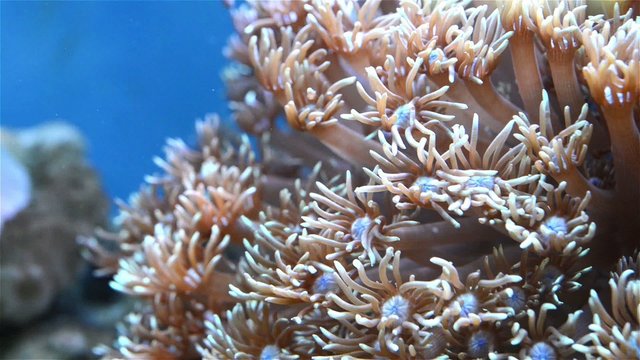 coral in aquarium