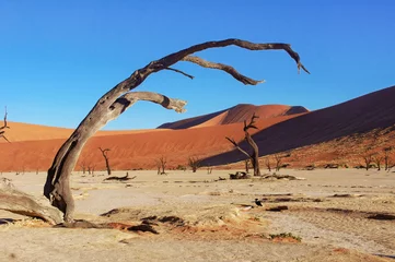 Fotobehang Landscape of Dead Vlei desert, Namibia, South Africa © Iuliia Sokolovska