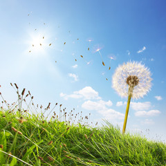 Sommer, Sonne und Pusteblume