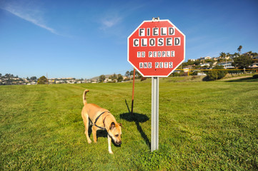 Dog by Field Closed sign for pets and people