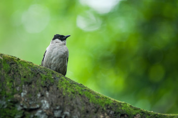 Sooty-headed Bulbul (Pycnonotus aurigaster) resting on tree