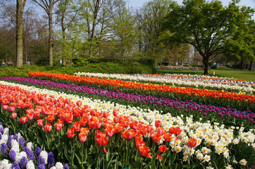 Tulpenbl&uuml;te, Holland