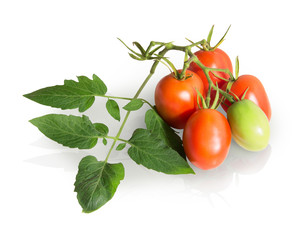 Red tomatoes on vine isolated on white background