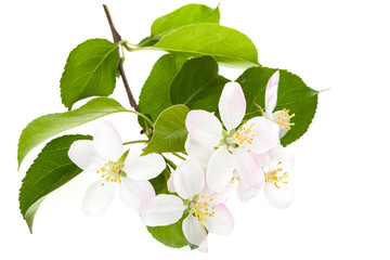 Apple-tree flowers