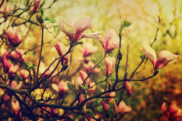 Magnolia flowers