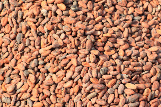 Cacao bean in Ghana, Western Africa