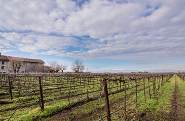 Agricultural Landscape with vineyard