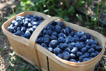 Fresh blueberries in harvest basket